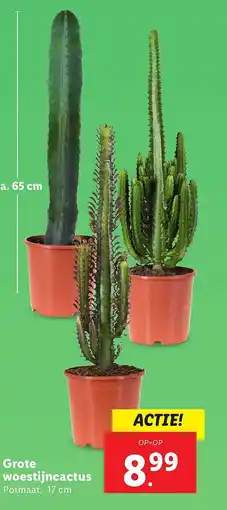Lidl Grote woestijncactus aanbieding
