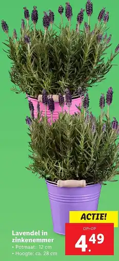 Lidl Lavendel in zinkenemmer aanbieding
