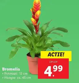 Lidl Bromelia aanbieding