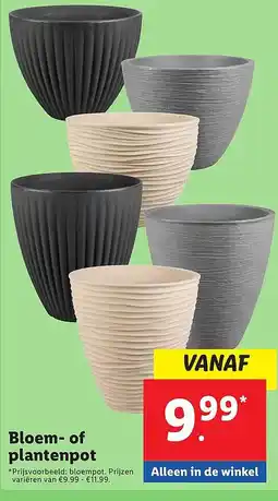 Lidl Bloem of plantenpot aanbieding