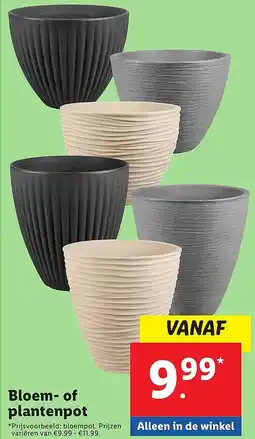 Lidl Bloem of plantenpot aanbieding