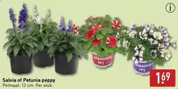 ALDI Salvia of Petunia peppy aanbieding