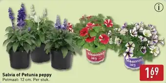 ALDI Salvia of Petunia peppy aanbieding