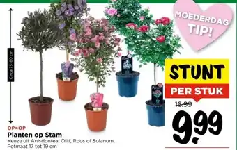 Vomar Voordeelmarkt Planten op Stam aanbieding