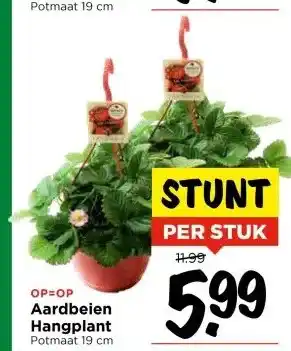Vomar Voordeelmarkt Aardbeien Hangplant aanbieding