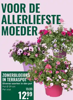 GroenRijk Zomerbloeiers in terraspot aanbieding
