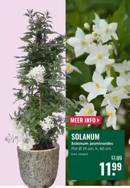 GroenRijk Solanum aanbieding