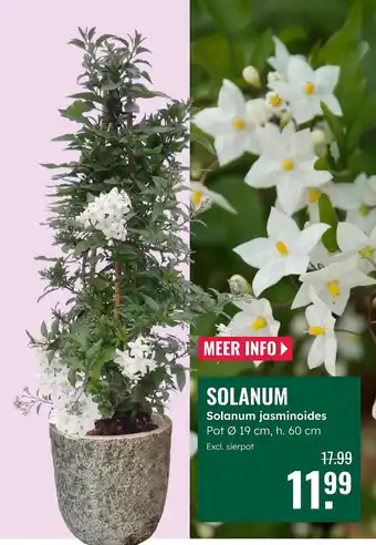 GroenRijk Solanum aanbieding