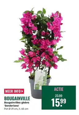 GroenRijk Bougainville aanbieding