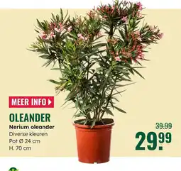 GroenRijk Oleander aanbieding