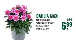 GroenRijk Dahlia maxi aanbieding