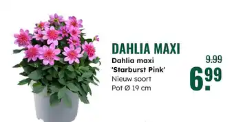 GroenRijk Dahlia maxi aanbieding
