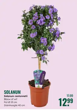 GroenRijk Solanum aanbieding
