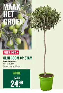 GroenRijk Olijfboom op stam aanbieding