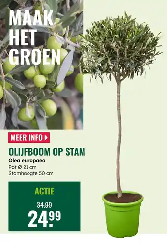 GroenRijk Olijfboom op stam aanbieding