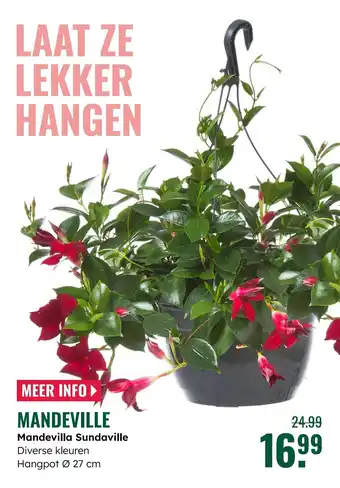 GroenRijk Mandevilla Sundaville aanbieding
