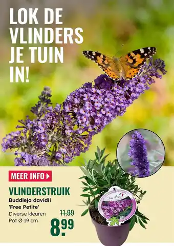 GroenRijk Vlinderstruik aanbieding