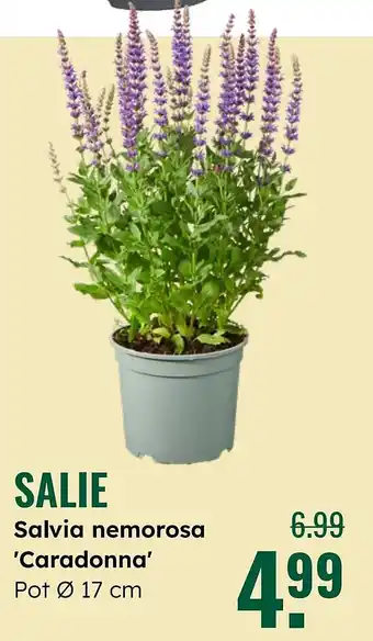 GroenRijk Salie aanbieding