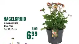 GroenRijk Nagelkruid aanbieding