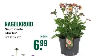 GroenRijk Nagelkruid aanbieding