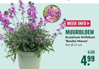 GroenRijk Muurbloem aanbieding
