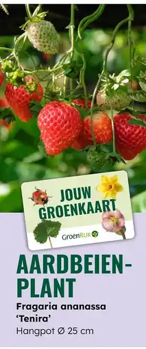 GroenRijk Aardbeien plant aanbieding