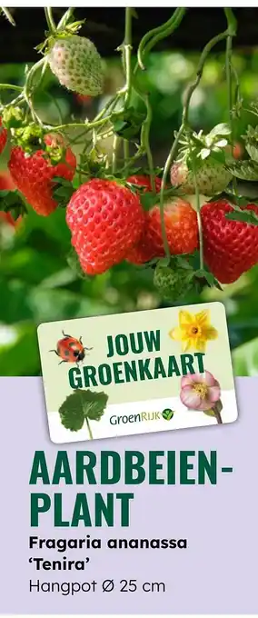 GroenRijk Aardbeien plant aanbieding