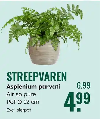 GroenRijk Streepvaren aanbieding