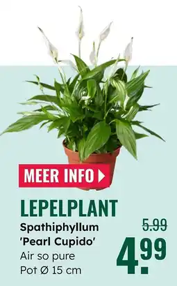 GroenRijk Lepelplant aanbieding