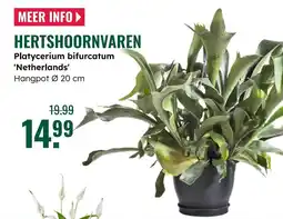 GroenRijk Hertshoornvaren aanbieding