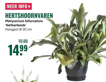 GroenRijk Hertshoornvaren aanbieding