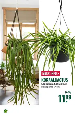 GroenRijk Koraalcactus aanbieding