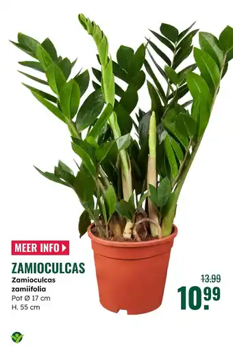 GroenRijk Zamioculcas aanbieding
