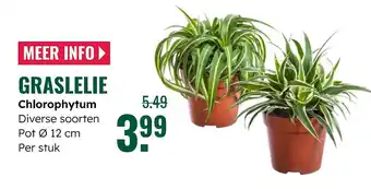 GroenRijk Graslelie aanbieding