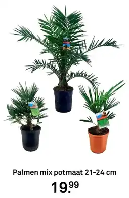 Karwei Palmen mix potmaat aanbieding