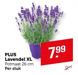 Coop Plus Lavendel XL aanbieding