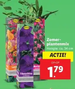 Lidl Zomer- plantenmix aanbieding