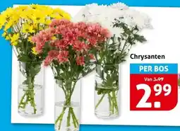 Hoogvliet Chrysanten aanbieding