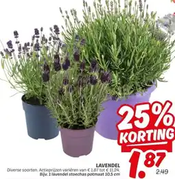 Dekamarkt LAVENDEL aanbieding