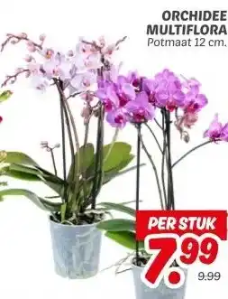 Dekamarkt ORCHIDEE MULTIFLORA aanbieding