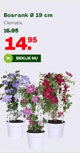 Welkoop Bosrank aanbieding
