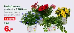 Welkoop Perkplanten stekmix aanbieding