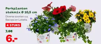 Welkoop Perkplanten stekmix aanbieding