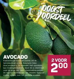 Ekoplaza Avocado aanbieding