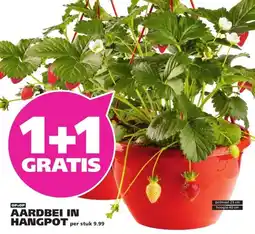 Ranzijn AARDBEI IN HANGPOT aanbieding