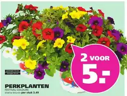 Ranzijn PERKPLANTEN aanbieding