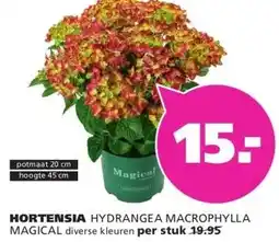 Ranzijn HORTENSIA HYDRANGEA MACROPHYLLA MAGICAL aanbieding