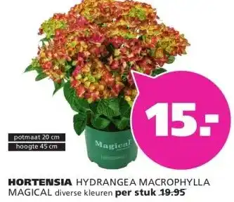 Ranzijn HORTENSIA HYDRANGEA MACROPHYLLA MAGICAL aanbieding