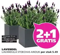 Ranzijn LAVENDEL aanbieding