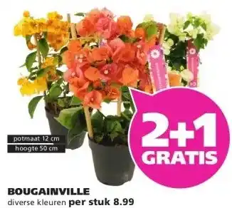 Ranzijn BOUGAINVILLE aanbieding